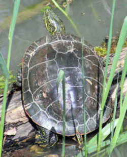 Painted Turtle