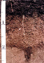Minnesota State Soil: Lester