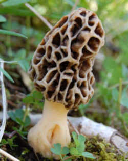 Morel