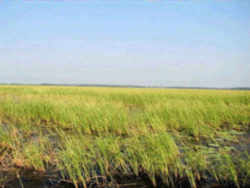 Minnesota State Grain: Wild Rice