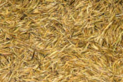 Minnesota State Grain: Wild Rice