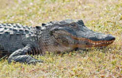 Mississippi State Reptile: American Alligator