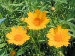 Mississippi State Wildflower: Coreopsis, Calliopsis, and Tickseed