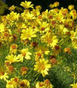 Mississippi State Wildflower: Coreopsis, Calliopsis, and Tickseed