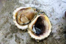Oyster Shell: Mississippi State Shell