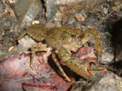 Missouri State Invertebrate: Crayfish, also called crawfish and crawdad
