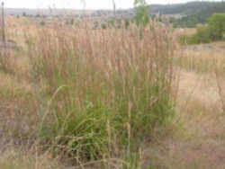 Missouri State Grass: Big Bluestem