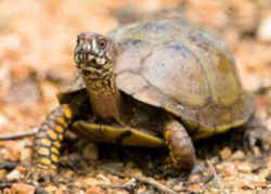 Missouri State Reptile: Three-toed Box Turtle