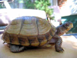 Missouri State Reptile: Three-toed Box Turtle