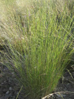 Montana State Grass: Bluebunch Wheatgrass