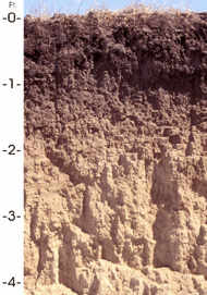 Nebraska State Soil: Holdrege series