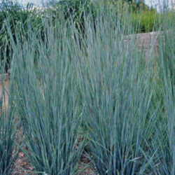 Nebraska State Grass: Little Bluestem