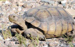 Nevada State Reptile: Desert Tortoise