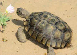 Nevada State Reptile: Desert Tortoise