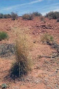 Nevada State Grass - Indian Rye Grass 