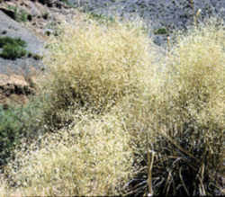 Nevada State Grass - Indian Rye Grass 