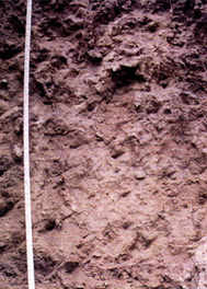 Nevada State Soil: Orovada Series Soil