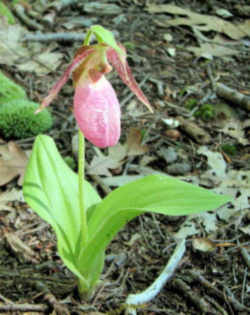 Pink Lady Slipper