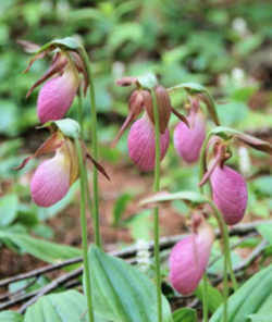 Pink Lady Slipper