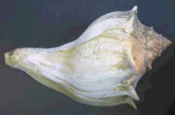 Knobbed Whelk