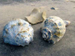 Knobbed Whelk