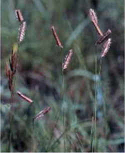 Blue Grama Grass