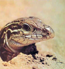 New Mexico Whiptail Lizard