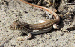 New Mexico Whiptail Lizard