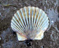 Bay Scallop