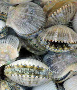 Bay Scallop