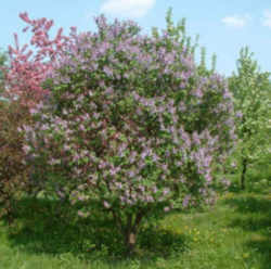 Lilac Bush