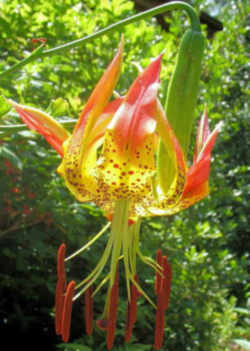 Carolina Lily 