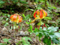 Carolina Lily 