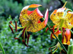 Carolina Lily 