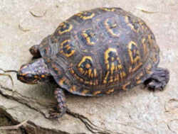 North Carolina State Reptile and Emblem: Eastern Box Turtle