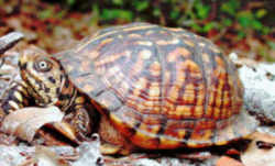 North Carolina State Reptile and Emblem: Eastern Box Turtle