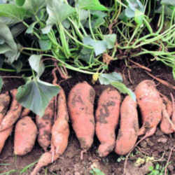 Sweet Potato