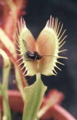 Venus Flytrap 