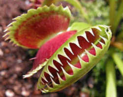 Venus Flytrap 