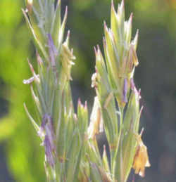 North Dakota State Grass: Western Wheatgrass 