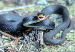 Black Racer Snake