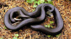 Black Racer Snake