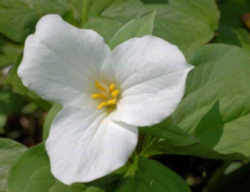 Large White Trillium