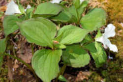 Large White Trillium