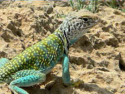 Mountain Boomer or Collared Lizard