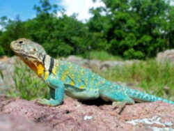 Mountain Boomer or Collared Lizard