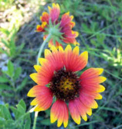 Indian Blanket 