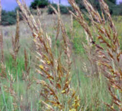 Indian Grass