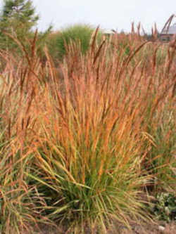 Indian Grass