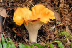 Pacific Golden Chanterelle